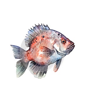 Red fish isolated on white background.