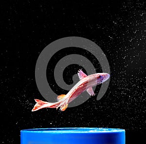 A red fish, jumped up, in the air posture is very beautiful.