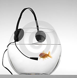 Red fish listenig music photo