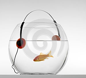 Red fish listenig music
