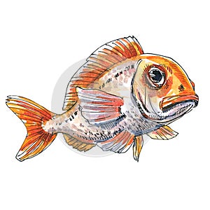 Red fish, ocean fish, seafood isolated, close-up. Marine food fish, whole fresh saltwater fish. Design element for