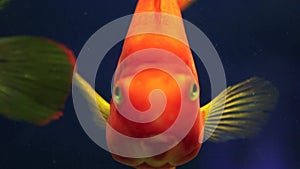 Red fish underwater in blue sea
