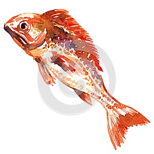 Red fish. watercolor painting