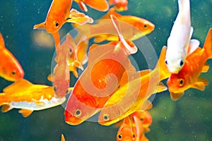 Red fishes in aquarium