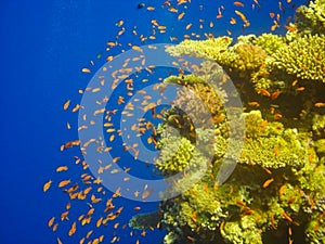 red fishes between a coral