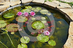 red fishes in pond with lotus