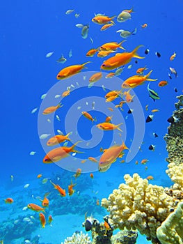 Red fishes in Red sea