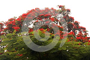 RED FLAMBOYANT TREE FLOWERING BEHIND BRIGHT GREEN FOLIAGE