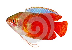 Red Flame gourami Trichogaster lalius freshwater aquarium fish isolated on white photo
