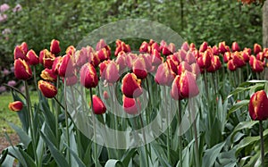 Red flamed tulips in the dutch keukenhof