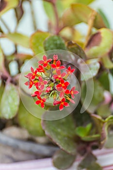 Red Flaming Katy, Kalanchoe blossfeldiana flower