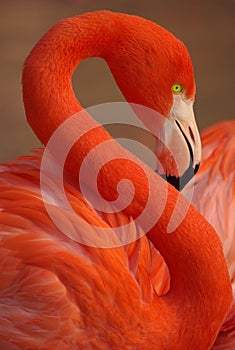 Red flamingo