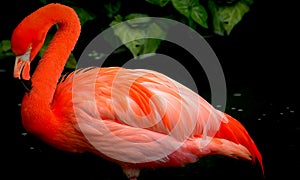 Red flamingo bird