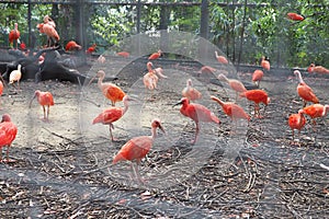 Red flamingo bird in cage at zoo