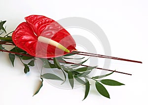 Red flamingo flower, Anthurium