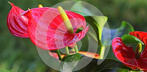 Red Flamingo flower,Anthurium andraeanum, Araceae or Arum on blurred background photo