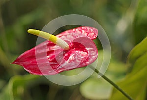 Red flamingo flower, Anthurium flower