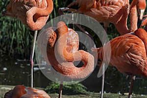 Red flamingo with its head hidden under its feathers