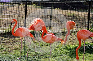 Red flamingo in Kumamoto zoological and botanical garden