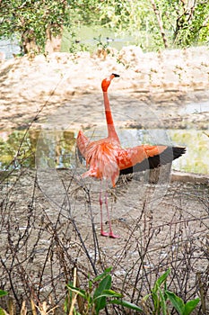 Red flamingo lat. Phoenicopterus ruber with long legs standing on the river bank in the bushes with open wings