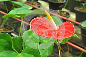 Red Flamingo lily flower, Amthurium