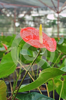 Red Flamingo lily flower, Amthurium