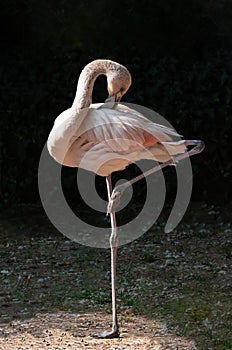 Red flamingo on one leg photo