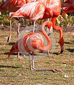 Red flamingo sitting on grass