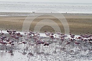 Red flamingos