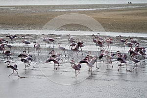 Red flamingos