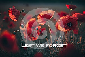 Red Flanders poppies at sunrise. photo