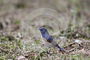 Red-flanked Bluetail