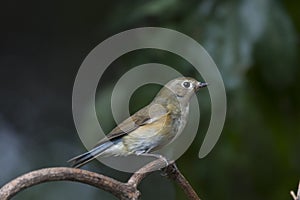 Red-flanked Bluetail