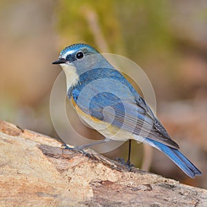 Red-flanked Bluetail bird