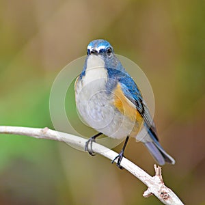 Red-flanked Bluetail bird