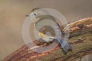 Red-flanked Bluetail, Blauwstaart, Luscinia cyanura photo