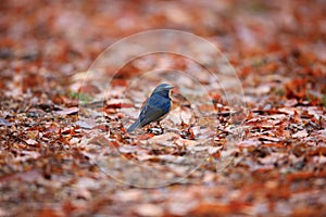 Red-flanked bluetail or Orange-flanked bush robin