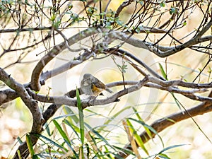 Red-flanked bluetail songbird perched in a bush 1