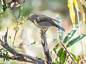 Red-flanked bluetail songbird perched in a bush 10