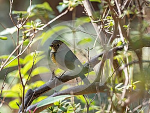 Red-flanked bluetail songbird perched in a bush 11