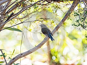 Red-flanked bluetail songbird perched in a bush 12