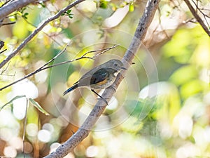 Red-flanked bluetail songbird perched in a bush 13