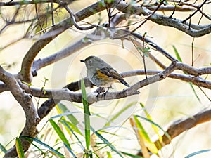 Red-flanked bluetail songbird perched in a bush 2