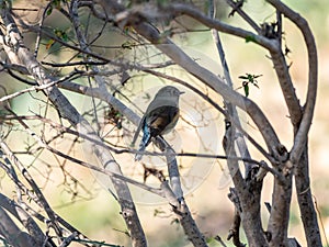 Red-flanked bluetail songbird perched in a bush 3