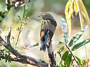 Red-flanked bluetail songbird perched in a bush 7