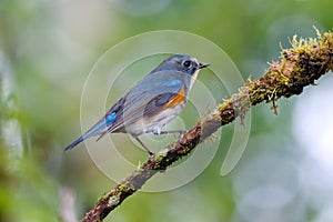 Red-flanked Bluetail Tarsiger cyanurus Beautiful Male Birds of Thailand perching on the tree