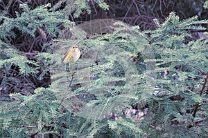 Red-flanked Bush Robin