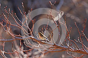 Red-flanked Bush Robin female