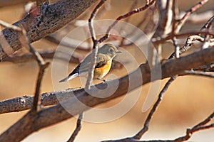 Red-flanked Bush Robin female