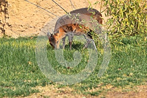 Red-flanked duiker